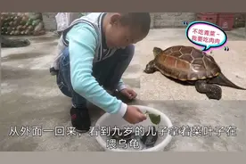 9岁儿子担心乌龟饿肚子，喂青菜它不吃，求爸爸把乌龟放河里去视频封面
