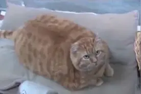 盘点那些肥成球的猫：相当于人类长到800斤