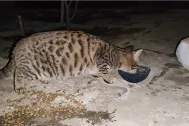 小区里的流浪猫一茬又一茬，吃独食的豹纹狸花猫护食太严重