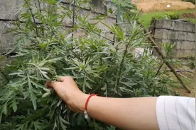 艾草分为三种，你知道哪种才是最好的吗？千万别再认错了！
