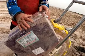 四川人在新疆种植棉花，4月20日下了一场大雨，棉农受灾怎么补救