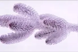 惊喜吗？意外吗？属于南方的广西桂林平乐也下雪啦视频封面