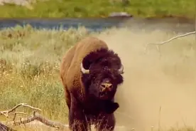 美国国宝野牛，奔跑时速快的像火车，你知道吗？视频封面