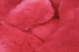 今天来给大家拍荷兰猪吃～白菜