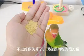 新手养牡丹鹦鹉建议单养一只，最好从雏鸟养起。