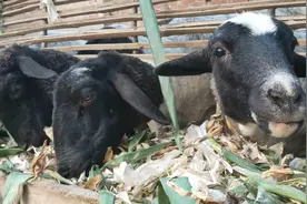 农村大叔搞养殖，一只30多斤小羊羔值多少钱？别卖亏了视频封面