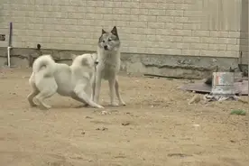 中华田园犬相亲帅气小花，一见钟情心花怒发，突然出现了第三者！