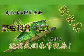 野虫科普~野外常见鸣虫科普
