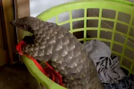 养只穿山甲当宠物什么体验？和“二哈”没啥区别，酷爱拆家