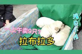 石家庄宠物交易市场犬类真便宜，2个月大的小狗，一上午卖9只