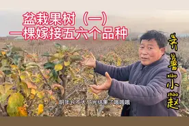 探园盆栽果树基地，大哥一棵苹果树上嫁接五六个品种，太厉害啦！视频封面