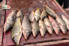 黄河小浪底路边，发现三道鳞鲤鱼你见过吗？15块钱1斤贵不贵？