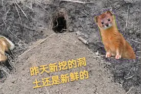 东北随处可见的黄鼠狼，在我们楼下河沟挖了洞，疫情期间动物狂欢
