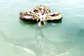 女孩天生拥有神力，一碰海水就能控制鲨鱼，最终成为鲨鱼召唤师！