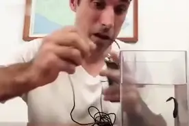 老外用电测试电鳗是否怕电，结果太让人意外了，网友：大开眼界视频封面