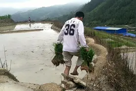 城里人第一次下田干活，提着秧苗走路东倒西歪，鞋都掉到水里了视频封面