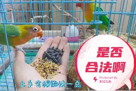 棕头牡丹鹦鹉，是否能合法养殖，求教！