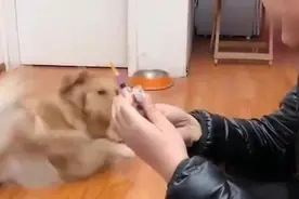 金毛看到主人拿针吓的撒腿就跑，听说有鸡腿吃反应搞笑了视频封面