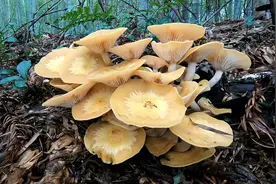 竹林下一堆这种蘑菇 ，看起来好有食欲 ，不知道能不能吃 ？视频封面