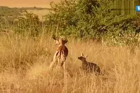 两只豺狗里应外合，将鹿活活咬死，施展掏肛绝技视频封面