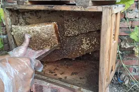 土养蜜蜂新蜂王，蜂少蜜多及割蜜后子脾如何处理的一点技术分享