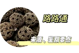 路路通的来源及鉴别要点