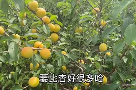 有一种杏，开花是梅花，花特别好看，结果似杏，口感比杏好吃十倍