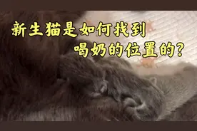 刚出生的小奶猫，是如何找到喝奶的位置的？看完感觉太不容易了！