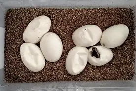 外国农村里的一窝蛇蛋，老外剪开来看看，网友表示：还是你会玩视频封面