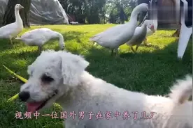 大鹅也怕狗狗，狗狗去咬它的脖子，吓的大鹅灰溜溜地走了！