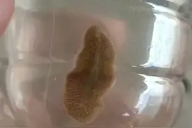 一种身体可以变软硬的生物，像是窝虫视频封面