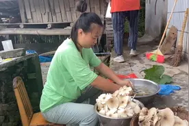 四川三堆菇(鸡枞)（伞把菇）10块钱一斤 这样保存可以放几个月