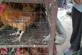 农村媳妇赶集买了草鸡十元一斤，八月十五中秋节大家都来买视频封面