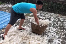 鸭毛晒干之后原来还那么值钱，几十块一公斤，小伙乐翻天视频封面