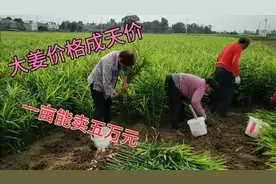 河南大姜价格暴涨，现在多少钱一斤？听听种姜老板怎么说！视频封面