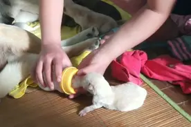 十岁女孩，每天给狗仔仔喂奶，太有爱了视频封面