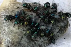 爬满苍蝇生了蛆的鱼，还能吃下去？我要吐了视频封面