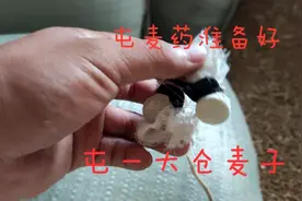 颗粒归仓！趁着下雨不忙，买点儿屯麦药把一大仓麦子的盖子封好