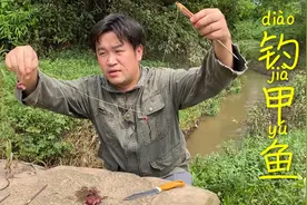 野外把生猪肝挂钩子上去，放长线钓甲鱼，这招新手也能轻松钓上来