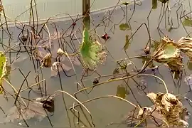 美丽的中山技师学院北校区