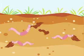 为什么蚯蚓不出来晒太阳？