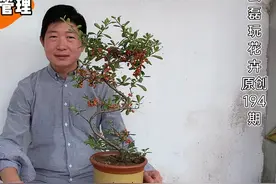 火棘的养护管理，这样操作，让火棘长势旺盛结果又多又红又大视频封面