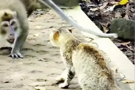 猫咪对战猴子，谁知猫咪出手太快，大师兄被打成这样子！视频封面