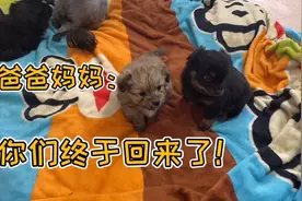 主人刚回来小奶狗们竟然不认识小主人了，叫它们也不理，太伤心了视频封面