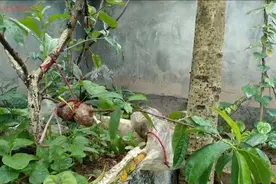 桃树高压枝条繁殖