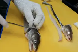 鳗鱼切割大法 只用三刀就把鱼骨取出来 这种技术现在已经很少有了