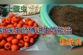 土鳖虫（土元）常用于跌打损伤，想不到吃活的还有另一种效果。