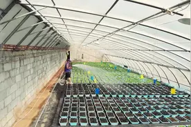 如何种出优质的盆栽蔬菜？育苗期很重要，关键抓住这几点！视频封面