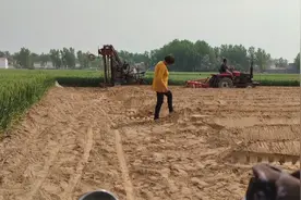 种山药的全过程！忙碌了四天，九亩地山药终于种完了！