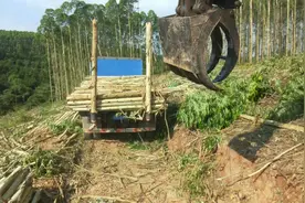 广西钦机平头四驱车拉速生桉，轮挖夹手帮忙装车